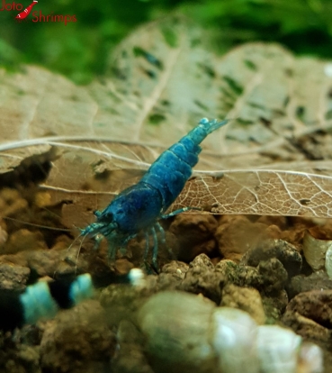 Preview: Taiwan Blue Bolt
